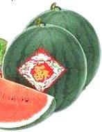 Water melons Dua hau tet