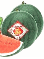 Water melons Dua hau tet