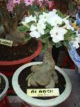 White bonsai