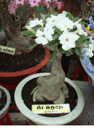 White bonsai