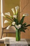 White Callas bouquet