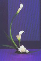 White callas lilies bouquet