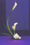 White callas lilies bouquet