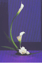 White callas lilies bouquet