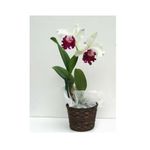 White Cattleya orchids