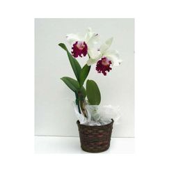 White Cattleya orchids