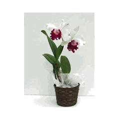 White Cattleya orchids