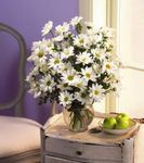 White Flowers- Hoa Mau Trang