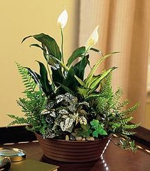 White Garden