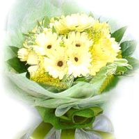 white gerberas