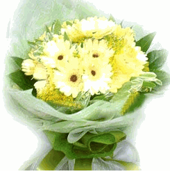 white gerberas