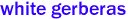 white gerberas