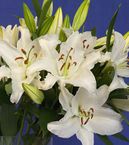 White Lily Bouquets  5 Stems 