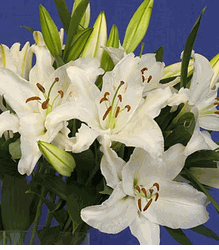 White Lily Bouquets  5 Stems 