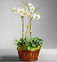 White Orchid 