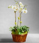 White Orchid 