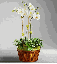 White Orchid 