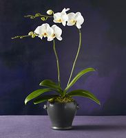 White Phalaenopsis 