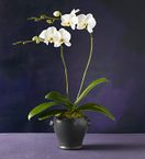 White Phalaenopsis 