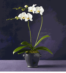 White Phalaenopsis 