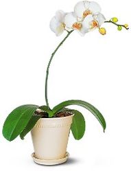 White Phalaenopsis Orchid