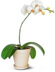 White Phalaenopsis Orchid