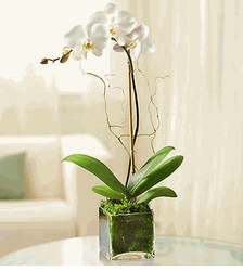 White Phalaenopsis Orchid