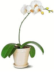 White Phalaenopsis Orchid