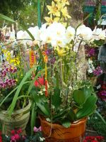 White phalaenopsis orchids 7 stems