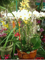 White phalaenopsis orchids 7 stems