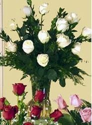White Polo Roses