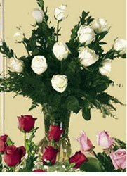 White Polo Roses