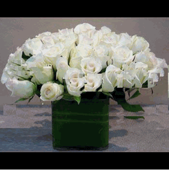 White roses