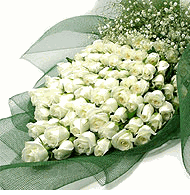 White Roses 