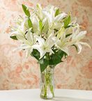 White Stargazer Lilies with Vase