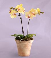 Yello orchids phalaenopsis