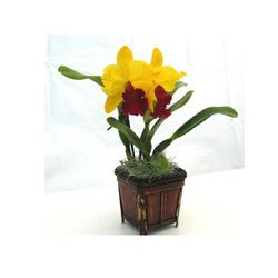 Yellow Cattleya orchids