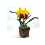 Yellow Cattleya orchids