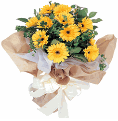 yellow gerberas