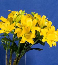 Yellow Lily Bouquets 5 stems