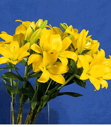 Yellow Lily Bouquets 5 stems