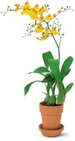Yellow Oncidium Orchid