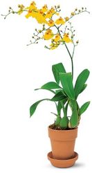 Yellow Oncidium Orchid
