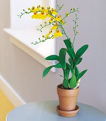 Yellow Oncidium Orchid