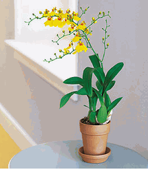 Yellow Oncidium Orchid