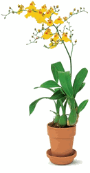 Yellow Oncidium Orchid