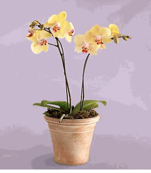 Yellow Orchid Plant