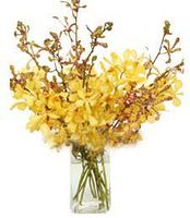 Yellow Orchids