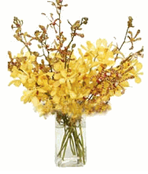 Yellow Orchids