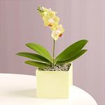 Yellow phalaenopsis